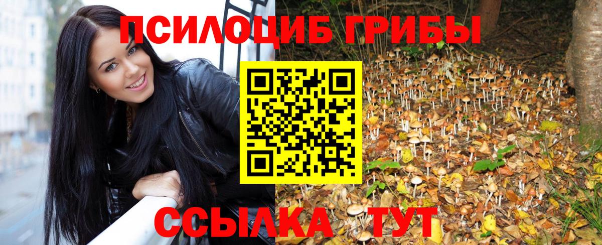 Галлюциногенные грибы Psilocybine cubensis Шелехов